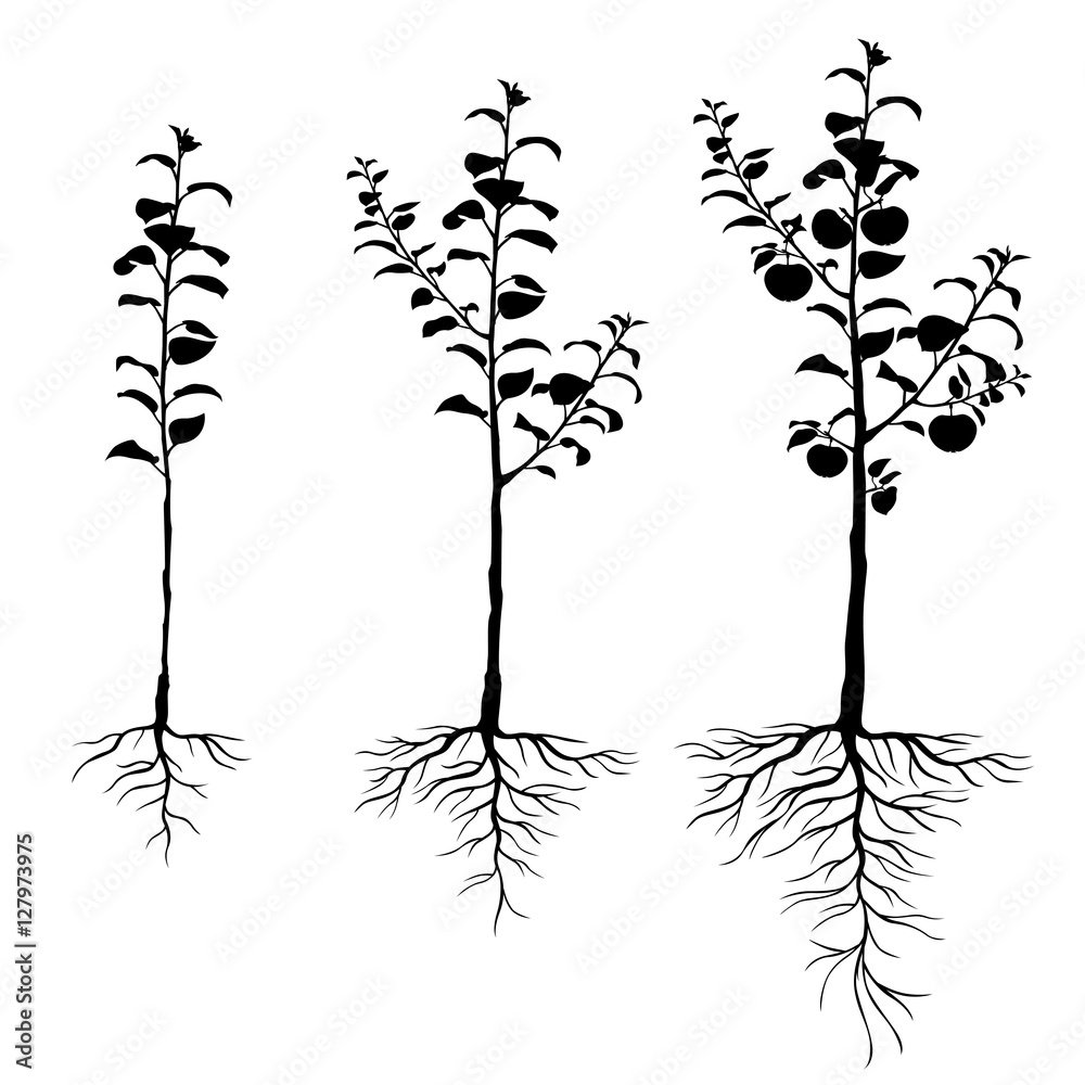 Wall mural Seedling apple trees with roots set