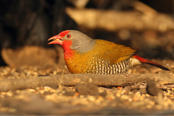 The green-winged pytilia (Pytilia melba) collects seeds in the bush