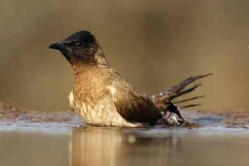 The common bulbul (Pycnonotus barbatus) bathed in the water of a small pond
