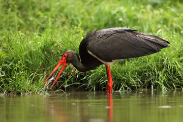 The black stork (Ciconia nigra) with the catfish