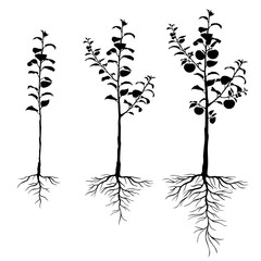 Seedling apple trees with roots set