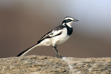 The African pied wagtail (Motacilla aguimp) sitting on the stone