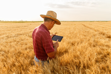 Naklejka na ściany i meble Back view of senior farmer standing in a wheat field with a tablet and examining crop.