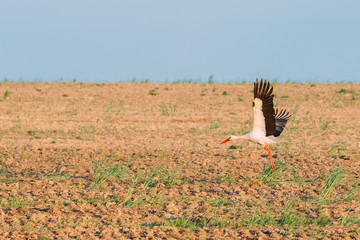 Adult European White Stork Taking Off From Agricultural Field.