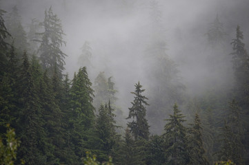 Obraz na płótnie Canvas Fog and Temperature Rainforest, Alaska