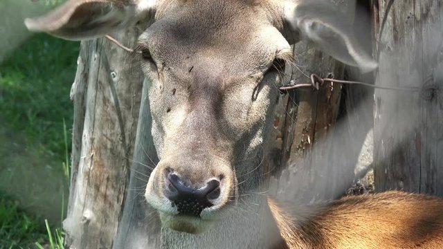 close up on a deer in captivity 4K