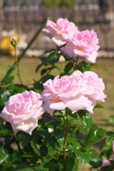 Obraz premium 薔薇