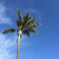 Breezy Palm