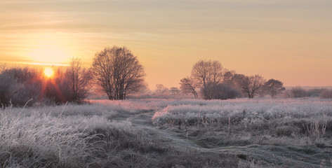 Christmas sun illuminate snowy meadow