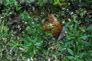 feuille morte sous la pluie