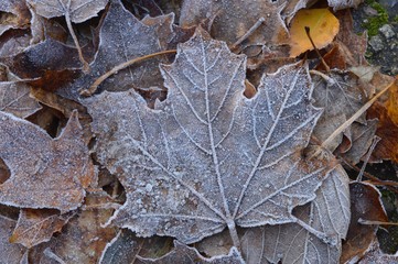 First frosts and frozen autumn maple leaves on ground