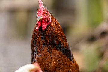 Голова красного петуха