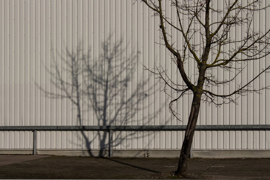 Dder Baum und sein Schatten