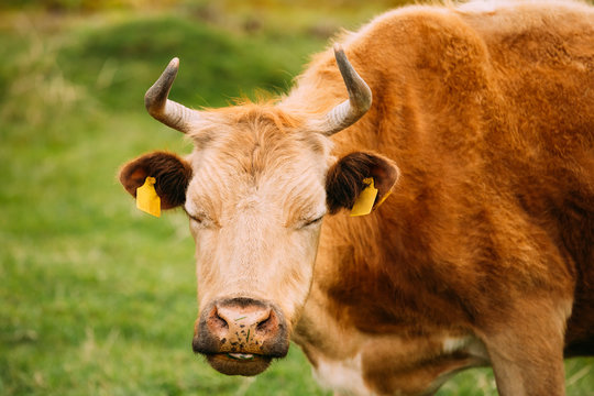 Close Up Of Funny Red Cow In Meadow Or Field