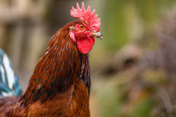 Голова красного петуха