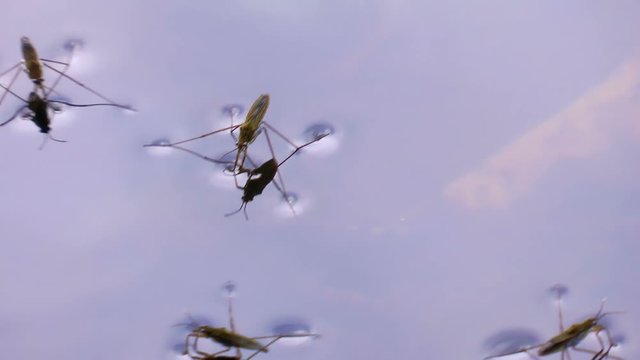 closeup of skeeterbugs floating on the water surface