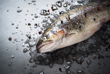 Raw brown trout on ice at dark slate background. Fresh fish.