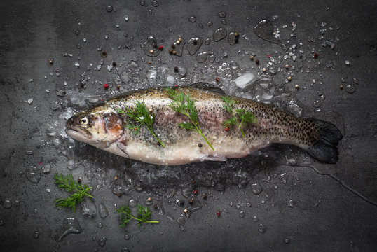 Raw brown trout on ice at dark slate background. Fresh fish.