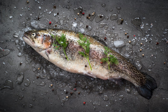 Raw brown trout on ice at dark slate background. Fresh fish.