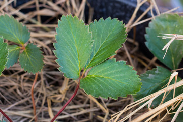 Fototapeta premium Strawberry's leaf