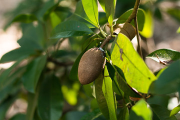 Ripening Sapodilla fruits in an organic garden. Other names - Za