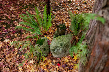 Rural forest glen on a cloudy fall day