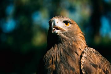 Eagle Haliaeetus albicilla on green grass background