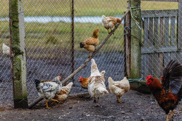 Домашняя птица на подворье