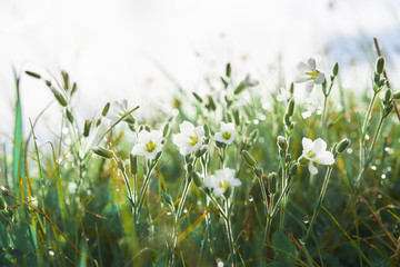 White flowers in the grass with dew early morning