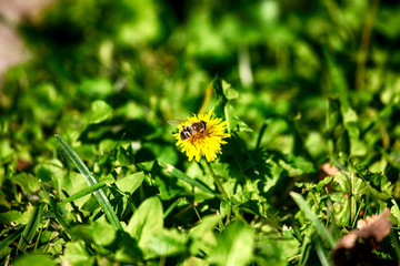 Bee on the taraxacum flower