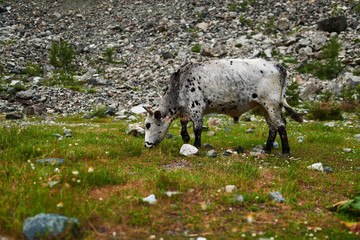 white spotted bull with masking color grazing in mountains