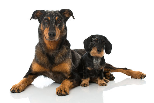 Zwei Hunde