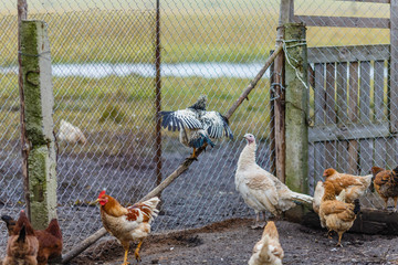 Индюшка и куры на подворье