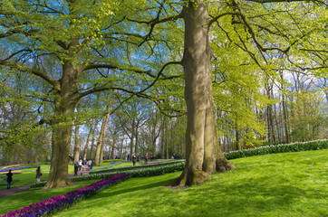 Naklejka premium keukenhof gardens in lisse, netherlands