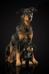 Beauceron und Tigerdackel