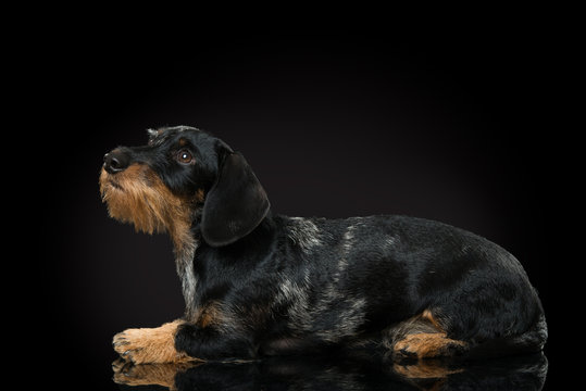 Rauhaar Tigerdackel