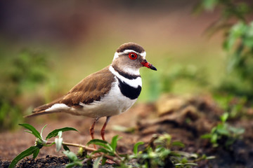 The three-banded plover, or three-banded sandplover (Charadrius tricollaris)