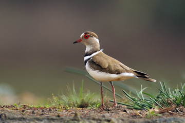 The three-banded plover, or three-banded sandplover (Charadrius tricollaris)