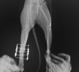 Postsurgical x-ray image shows an osteosynthesis of  leg cat's through a gamma nail.