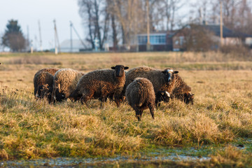 Стадо овец на лугу