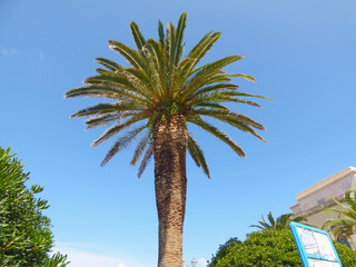 Obraz premium Palm trees