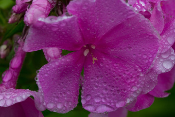 flower and dew