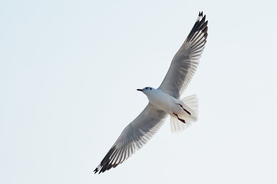 flying seagull