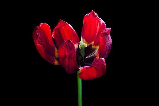 Artistic image of red tulip, droopy flower, floral motif wallpaper