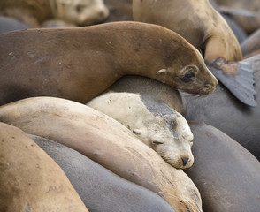 Pile of California Sea Lions