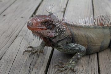 Iguana