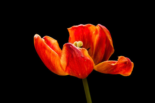 Red tulip, artistic image of droopy flower, floral motif wallpaper