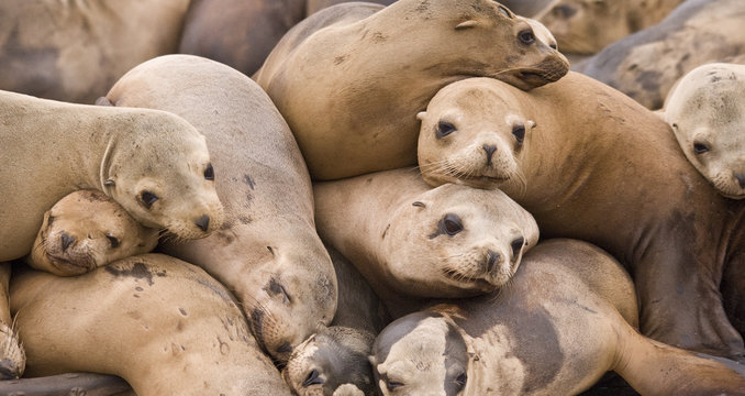 California Sea Lions, Moss Landing