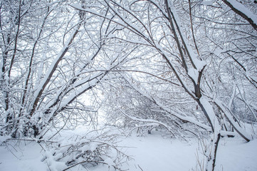 trees in the snow