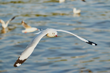 flying seagull